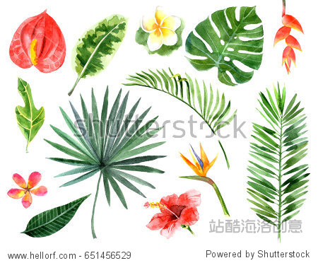 large hand drawn watercolor tropical plants set