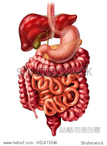stomachliverpancreasintestinesdigestionintestine