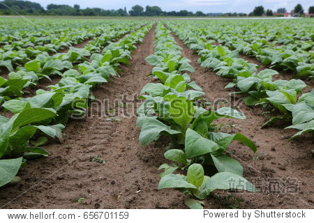 agriculture / tobacco plantation / growing tobacco - 图片素材