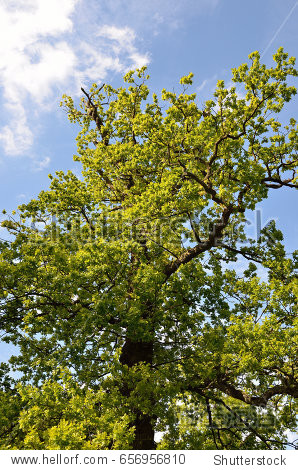 beautiful tree lined avenue at lyme park, disley, stockport, uk