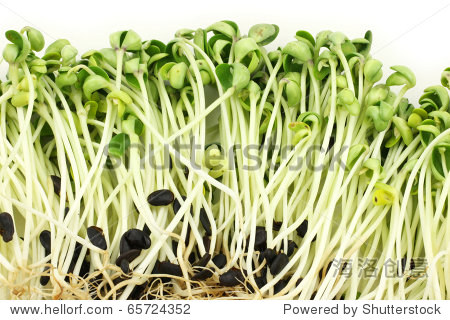 black bean sprouts on white background