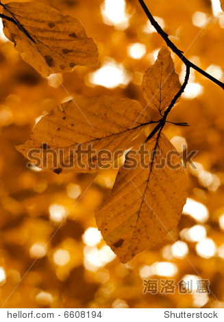 autumn leaves against the morning sun - 图片素材 - 站酷海洛plus