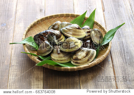 hamaguri honhama japanese clam common orient clam meretrix