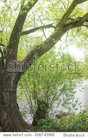 a ladder on an old willow tree, which used to lead to a tree