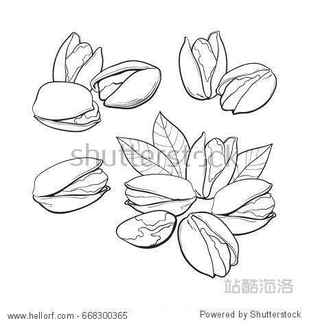 set of black and white pistachio nuts, single and grouped