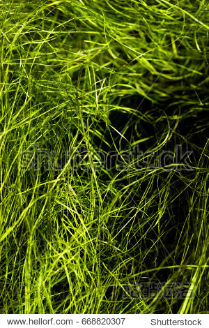 green grass sisal background - 图片素材 - 站酷海洛plus正版图片