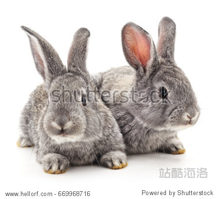 two gray rabbits isolated on a white background.