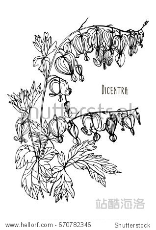 Bleeding Heart flower. Hand drawn black and white vector illustration with blooming dicentra flower.