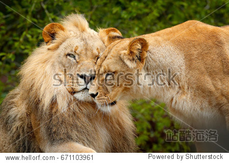 portrait of pair of african lions panthera leo detail of big