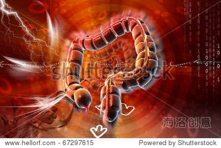 digital illustration of large intestine in colour background