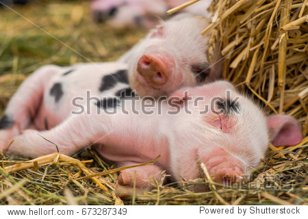 oxford sandy and black piglets sleeping together.