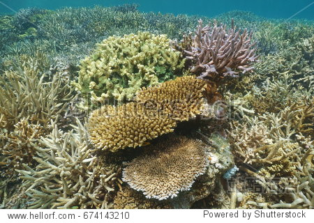 reef in the lagoon of grande terre island, south pacific ocean