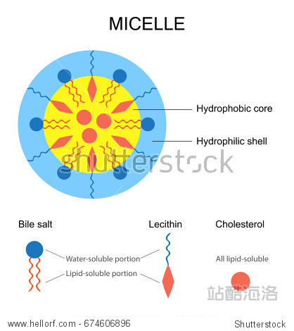 schematicrepresentationofamicellevectorillustration