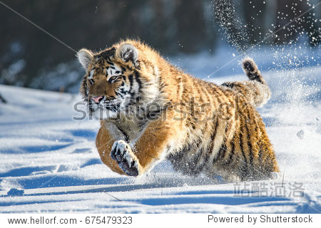 siberian tiger in the snow (panthera tigris)