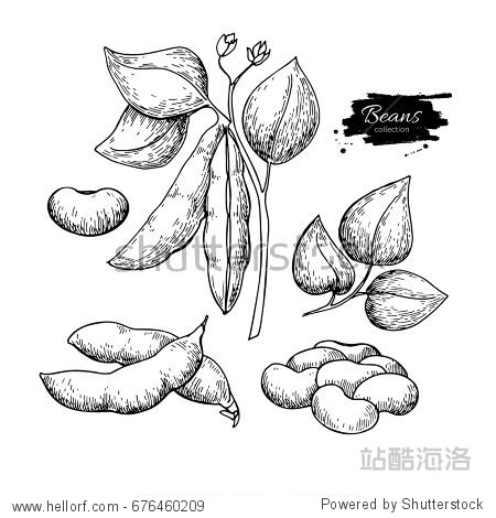 white bean hand drawn illustration.