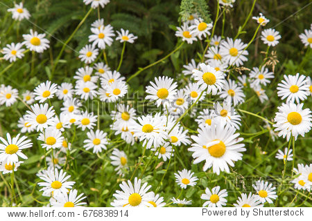 the white daisy blossoms on a green meadow in sunny summer day.