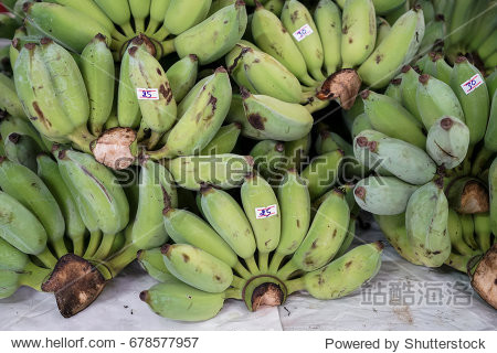 bunches of raw green cultivated banana in local market with