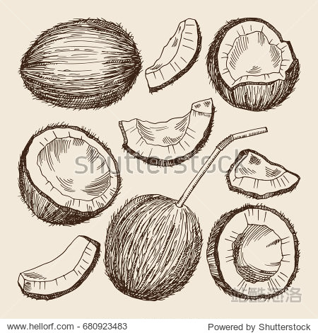 hand drawing illustrations of different sides of coconut.