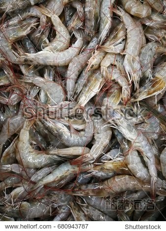 giant tiger prawn or asian tiger shrimp (and also known by other