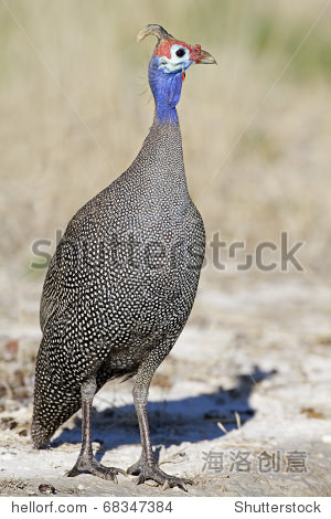 guinea-fowl; numida meleagris; south africa