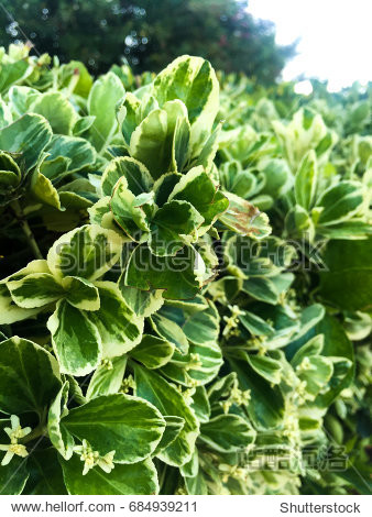 fresh green leaves background - 图片素材 - 站酷海洛plus正版图片