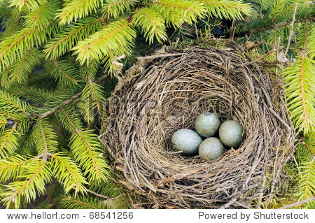 detail of blackbird eggs in nest - 图片素材
