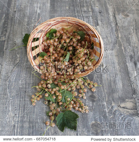 morning harvest of white currant - 图片素材 - 站酷海洛plus正版