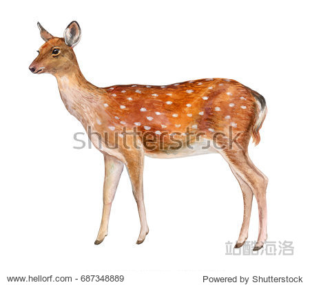 spotted deer. female deer isolated on white background.