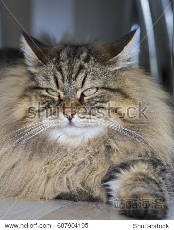 malecatofsiberianbreedbrowntabbymackerellonghairedcat