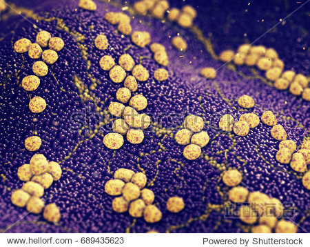 staphylococcus aureus bacteria causing skin infection antibiotic