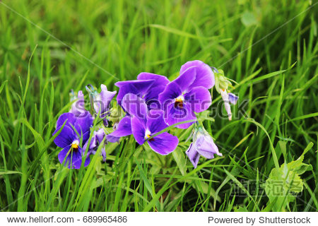 pansy flowers - 图片素材 - 站酷海洛plus正版图片, 视频, 音乐素材