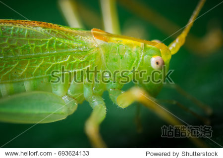 grasshopper on the leaf - 图片素材 - 站酷海洛plus正版图片, 视频