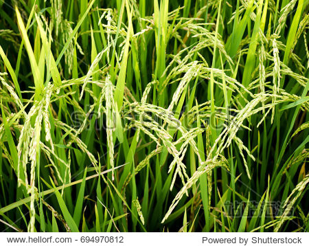 golden ear of rice in paddy field