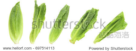 it is set of fresh organic green cos lettuce or romaine lettuce