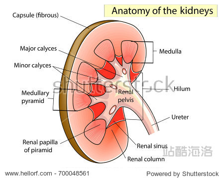 kidney cross section showing the major parts which made the