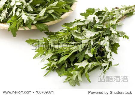japanese mugwort - 图片素材 - 站酷海洛plus正版图片, 视频, 音乐素
