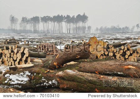 a forest cut down during winter.