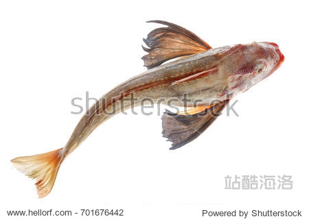 whole single red tub gurnard fish with spread fins like flying