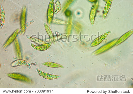 euglena is a genus of single-celled flagellate eukaryotes under