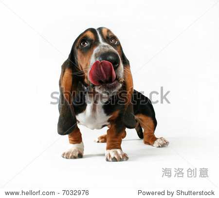 a basset hound licking his big snout