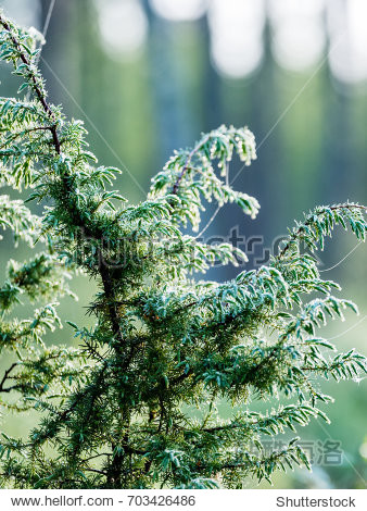 spring first fresh green grass in the sunshine with a drop of