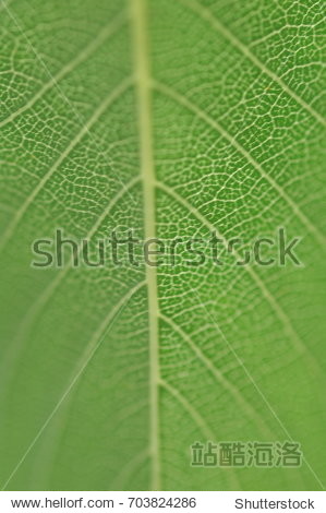leafs micro shot - 图片素材 - 站酷海洛plus正版图片, 视频, 音乐