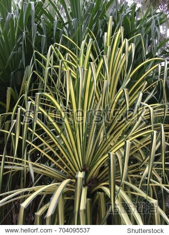 agave plant - 图片素材 - 站酷海洛plus正版图片, 视频, 音乐素材