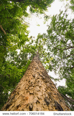 sun light looking up in forest, green tree branches nature