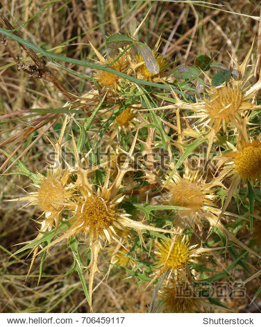 yellow thistles - 图片素材 - 站酷海洛plus正版图片, 视频, 音乐