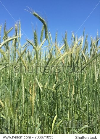 wheat field