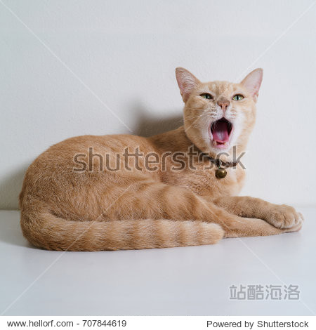 yellow cat - 图片素材 - 站酷海洛plus正版图片, 视频, 音乐素材交易