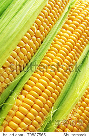corn cob between green leaves