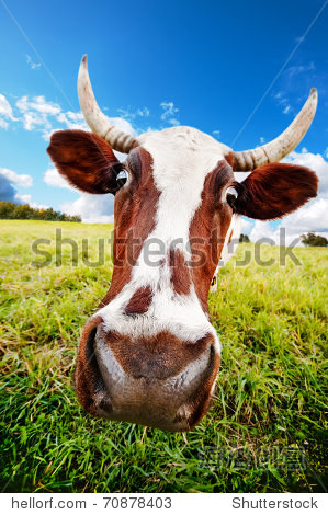 one cow graze on green meadow - 站酷海洛正版图片, 视频, 音乐素材