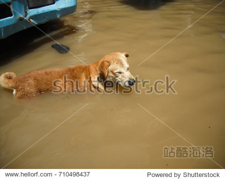 a dog is lost to the owner while flooding